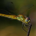 Sympetrum sanguineum 2