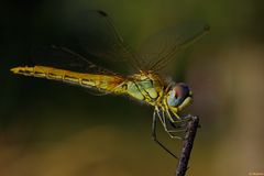 Sympetrum sanguineum 2