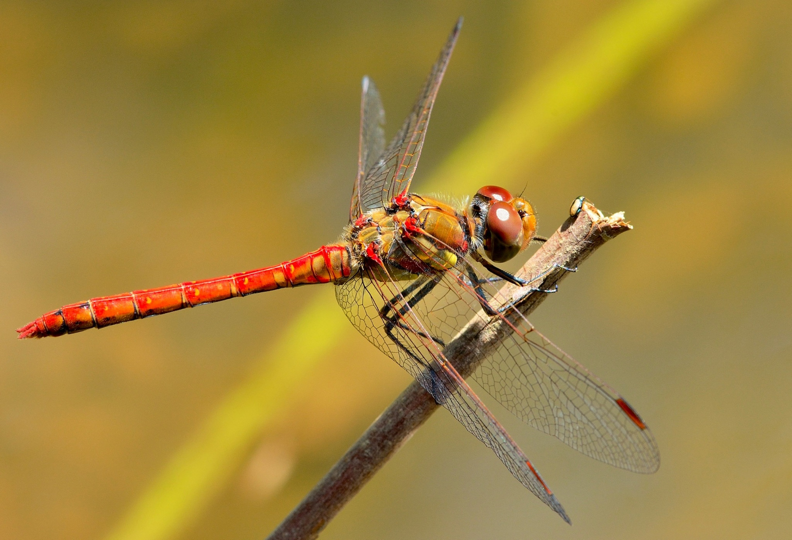 Sympetrum sanguineum 2