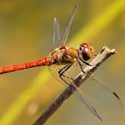 Sympetrum sanguineum 2