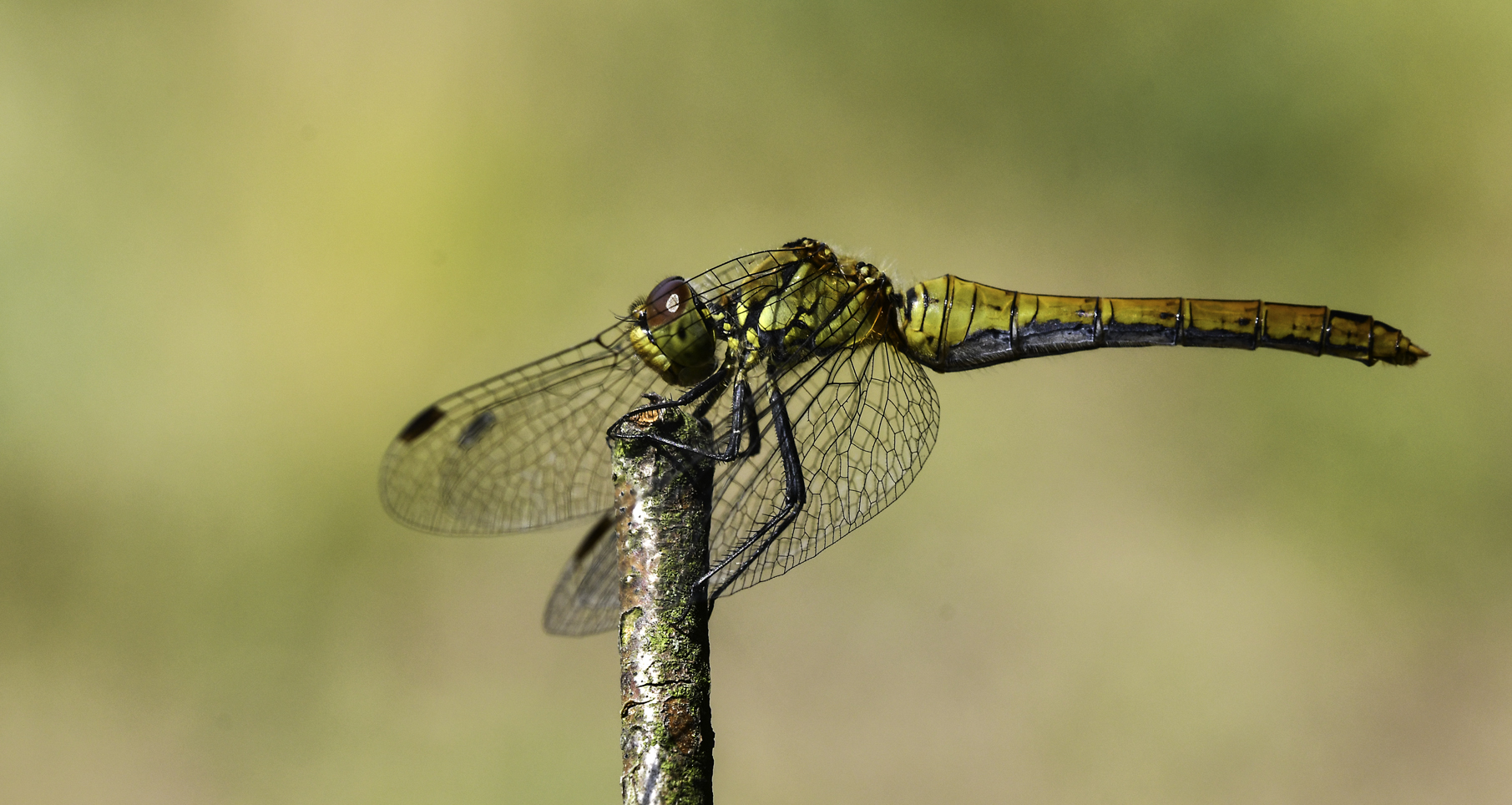 Sympetrum sanguineum