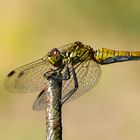 Sympetrum sanguineum