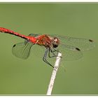 Sympetrum sanguineum 3