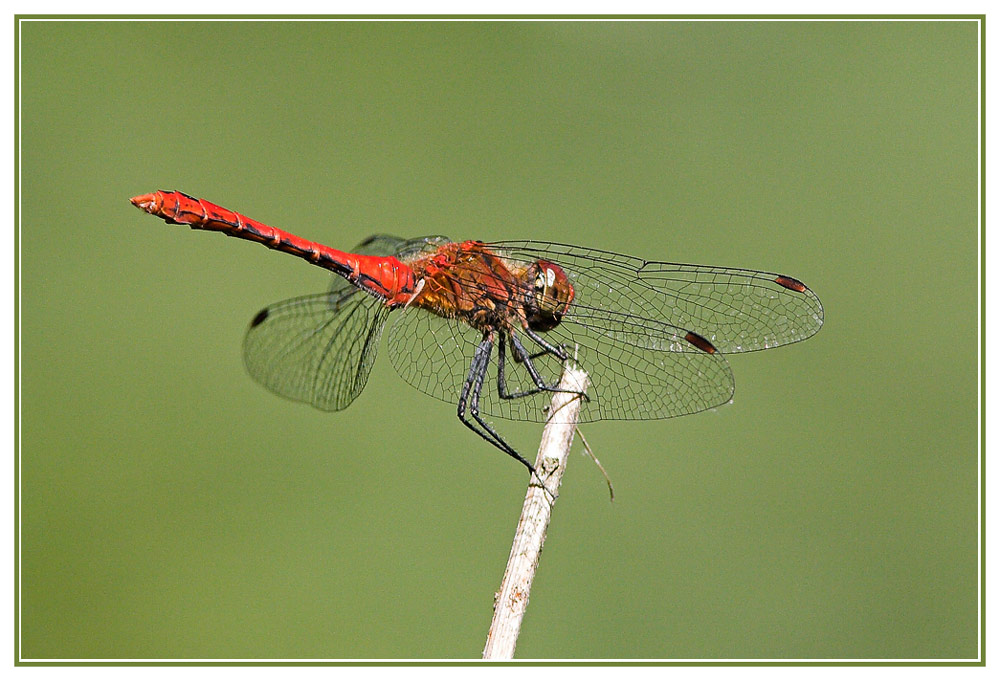 Sympetrum sanguineum 3