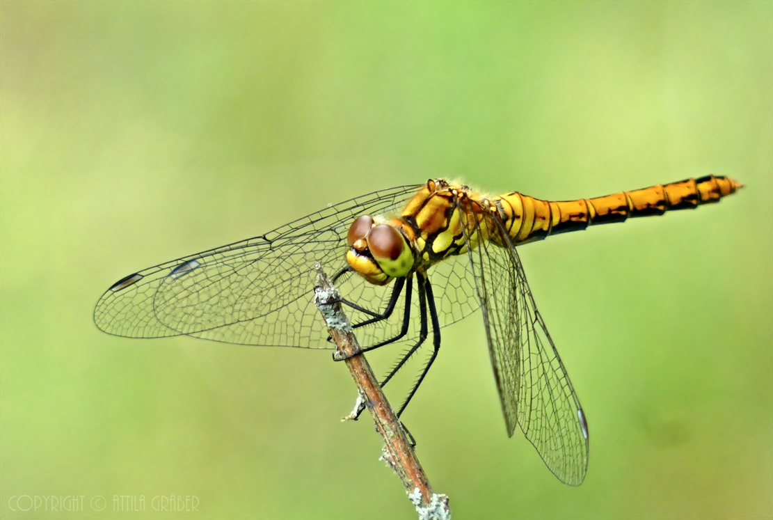 Sympetrum sanguineum