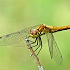 Sympetrum sanguineum