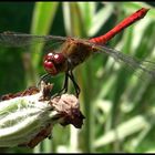 Sympetrum sanguineum