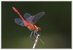 Sympetrum sanguineum 4