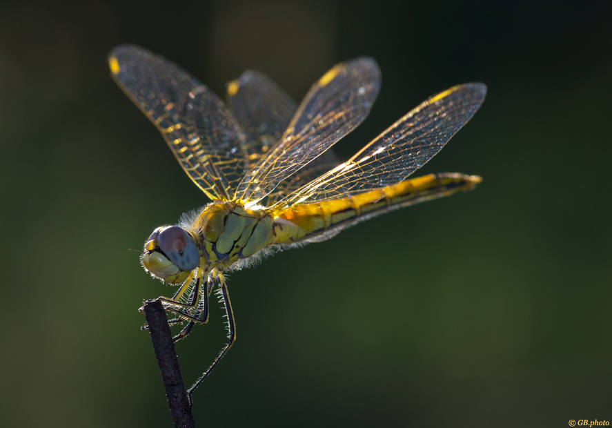 Sympetrum sanguineum