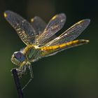 Sympetrum sanguineum