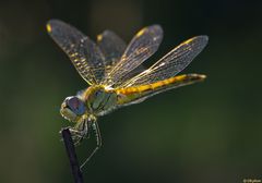 Sympetrum sanguineum