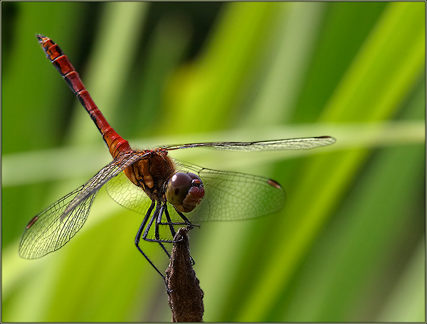 Sympetrum sanguineum