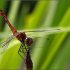 Sympetrum sanguineum