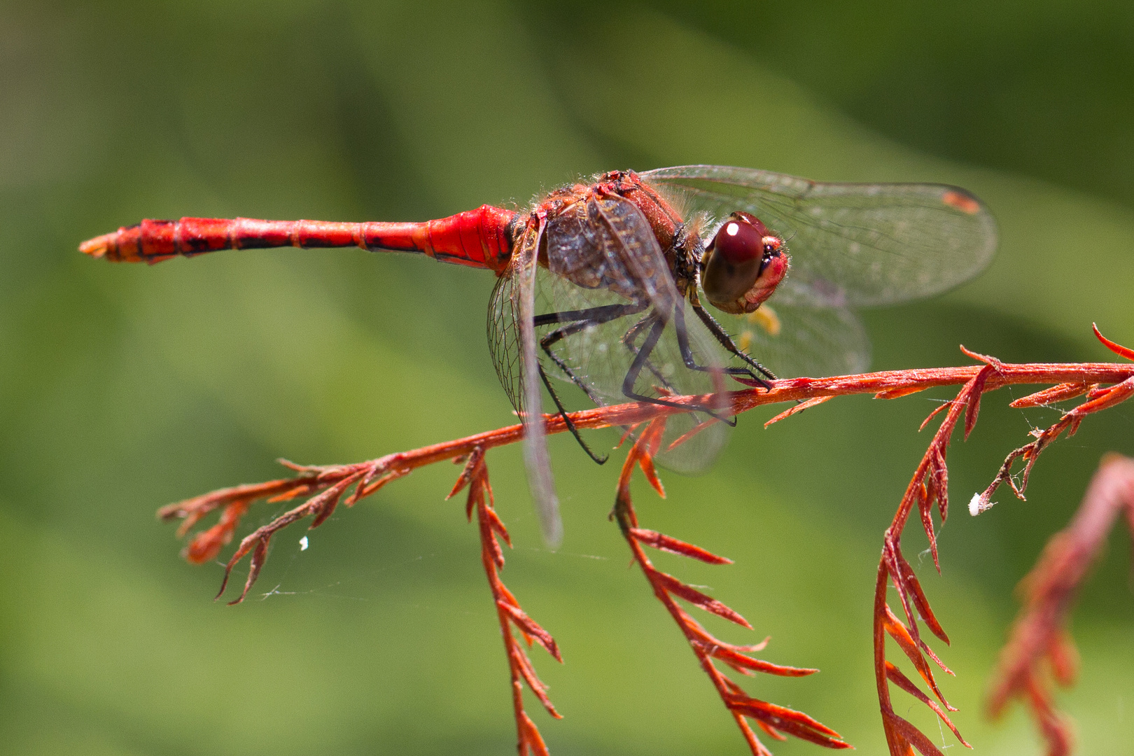 Sympetrum sanguineum