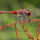 Sympetrum sanguineum