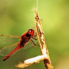 Sympetrum sanguineum