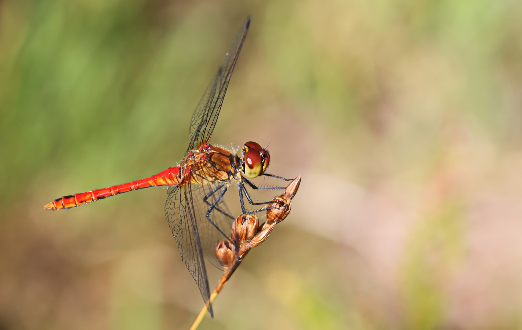 Sympetrum sanguineum