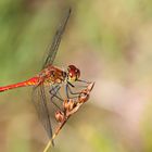 Sympetrum sanguineum