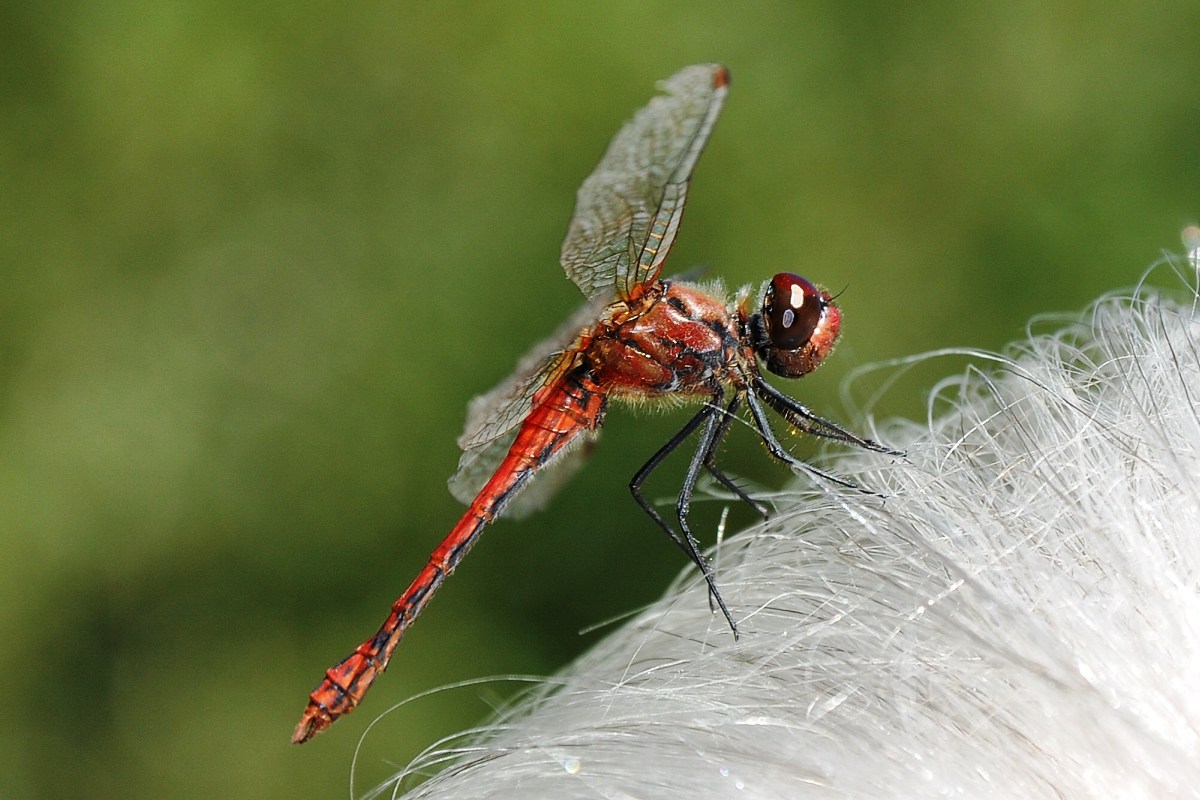 Sympetrum sanguineum