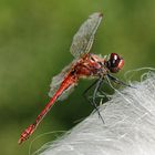 Sympetrum sanguineum