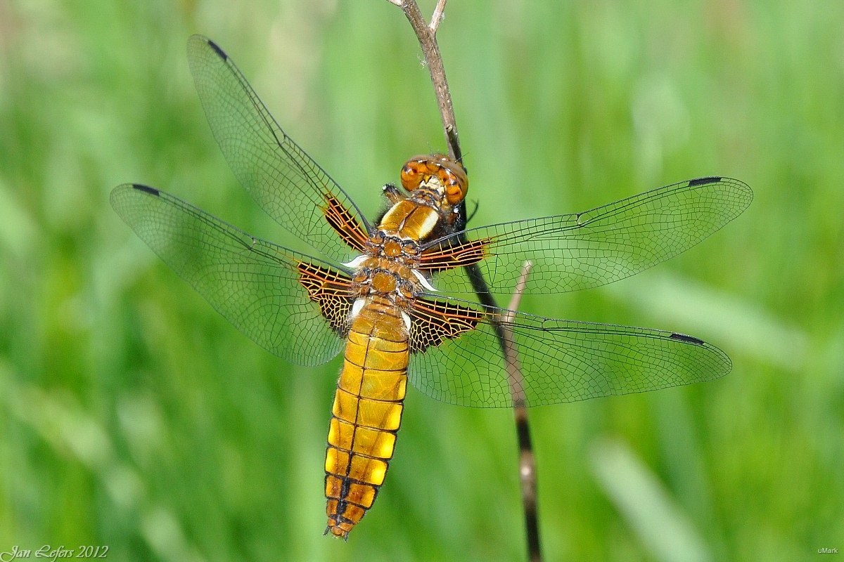 Sympetrum sanguineum