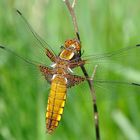 Sympetrum sanguineum