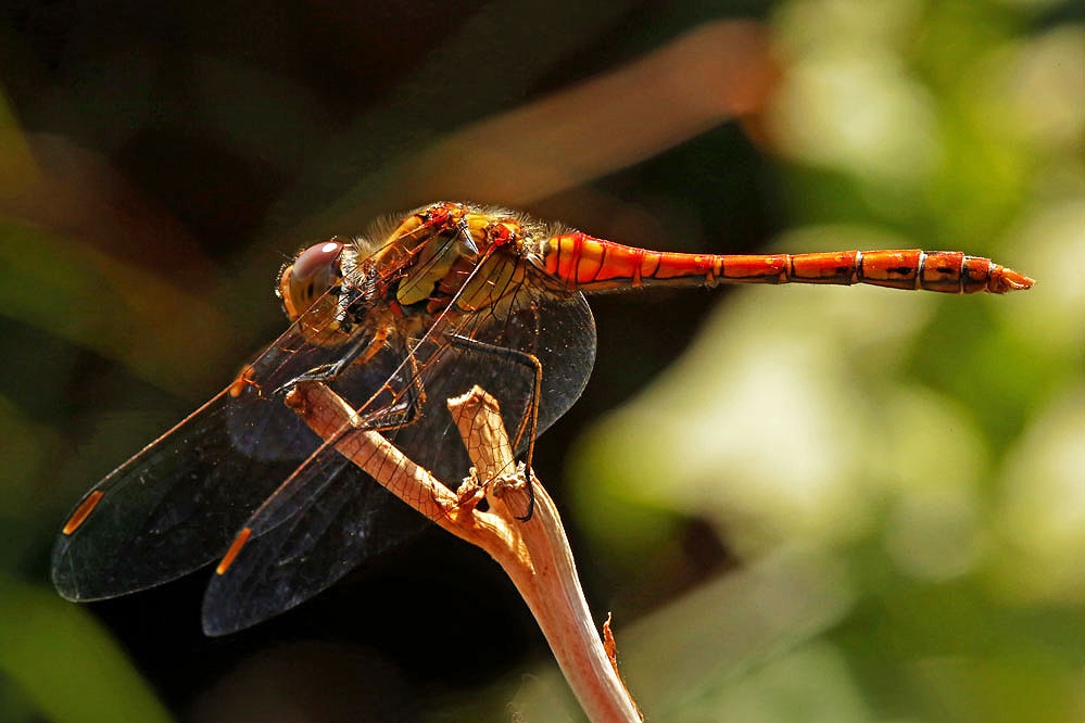 Sympetrum sanguineum