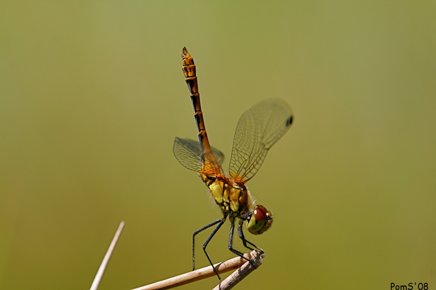 Sympetrum sanguineum