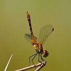 Sympetrum sanguineum