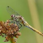 Sympetrum sanguineum