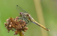 Sympetrum sanguineum