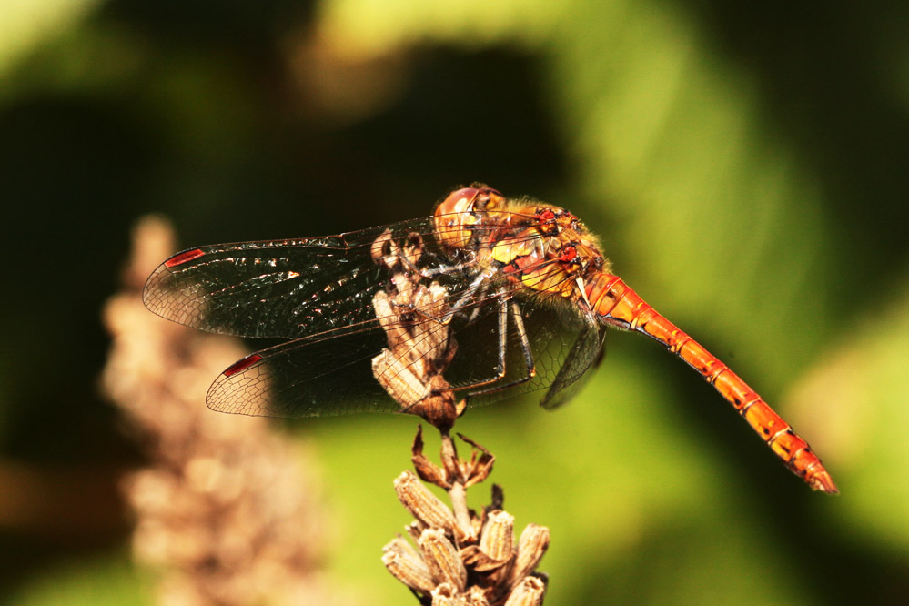 Sympetrum sanguineum