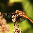 Sympetrum sanguineum