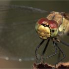 Sympetrum sanguineum