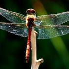 Sympetrum sanguineum