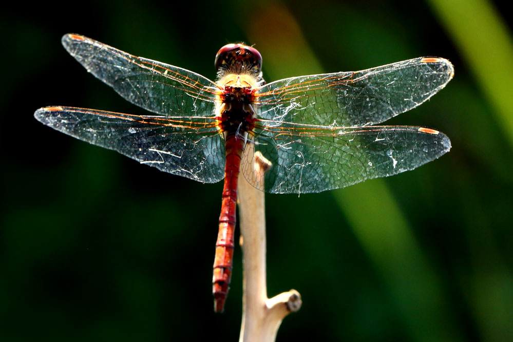 Sympetrum sanguineum