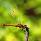 Sympetrum sanguineum