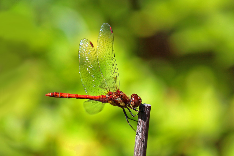 Sympetrum sanguineum