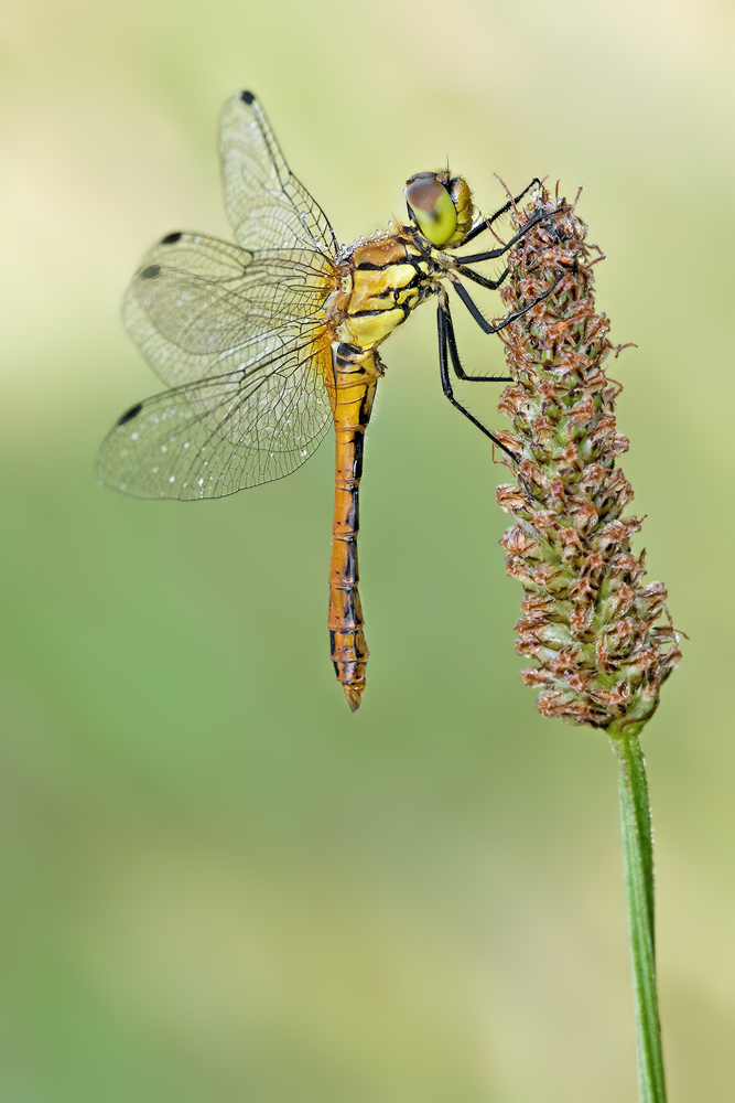 Sympetrum sanguineum