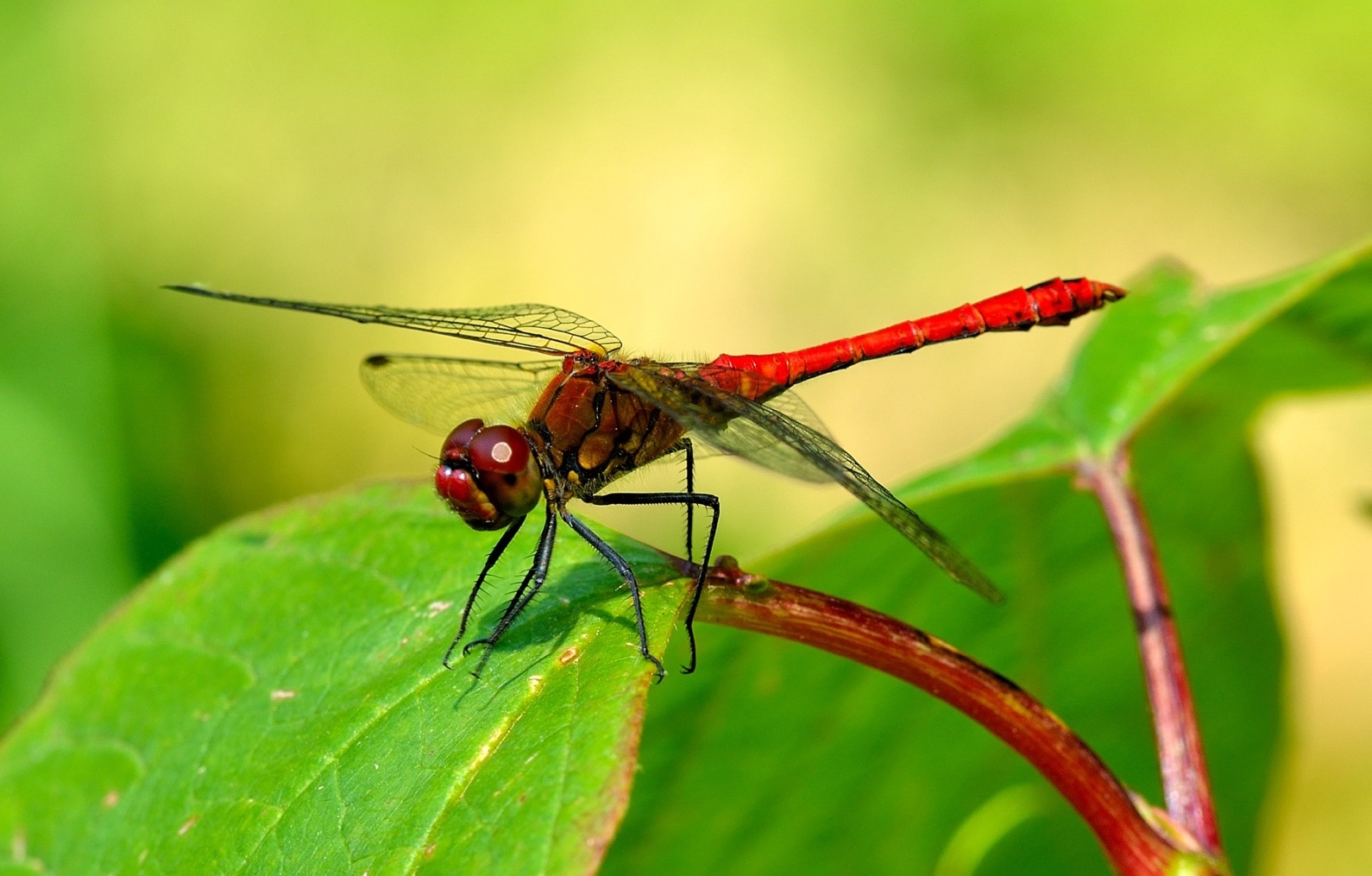 Sympetrum sanguineum