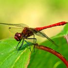 Sympetrum sanguineum