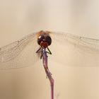 Sympetrum sanguineum