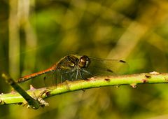 Sympetrum sanguineum..