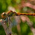 Sympetrum sanguineum