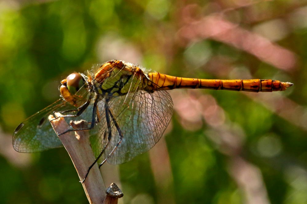 Sympetrum sanguineum