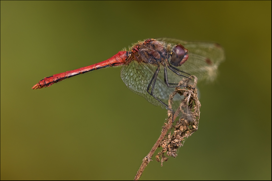 Sympetrum sanguineum