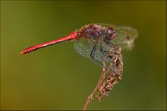 Sympetrum sanguineum