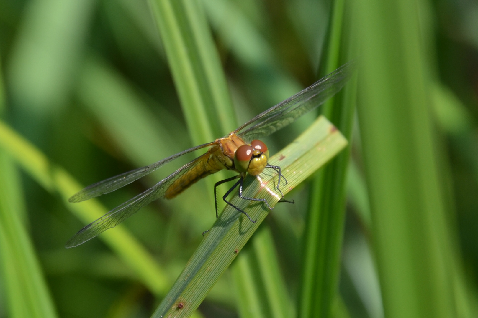 Sympetrum Sanguineum