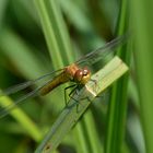 Sympetrum Sanguineum