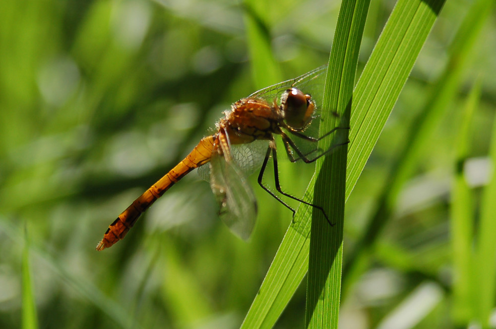 Sympetrum sanguineum